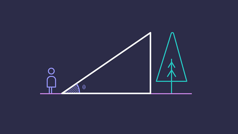 Diagram showing a person nearby a tree. The space between them forms a right-angled triangle.
